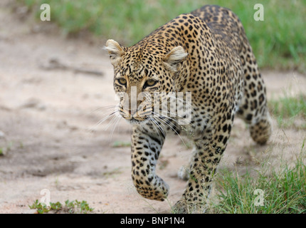 Leopard marche à talek river banks, Masai Mara, Kenya Banque D'Images