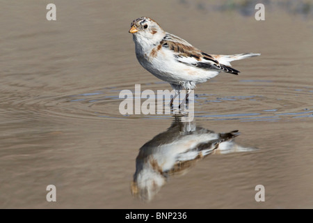 Bruant des neiges mâle en plumage d'hiver piscine Banque D'Images