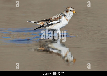 Bruant des neiges mâle en plumage d'hiver piscine Banque D'Images