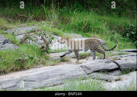 Leopard marche à talek river banks, Masai Mara, Kenya Banque D'Images