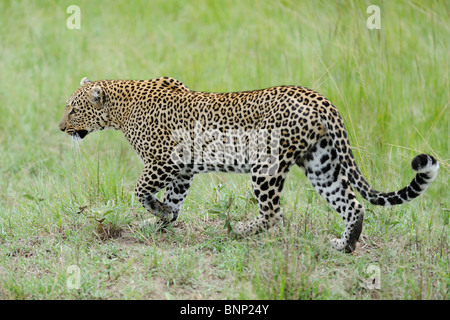 Leopard marche à talek river banks, Masai Mara, Kenya Banque D'Images