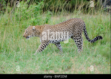 Leopard marche à Talek river banks, Masai Mara, Kenya Banque D'Images