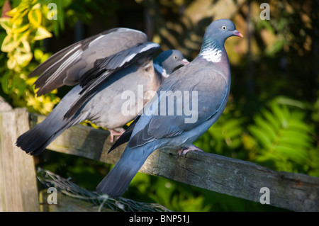 Une paire de pigeons bois accouplées. Banque D'Images