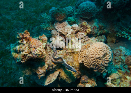 Poivré (Siderea Grisea Moray) dérangé avec présence de plongeur Banque D'Images