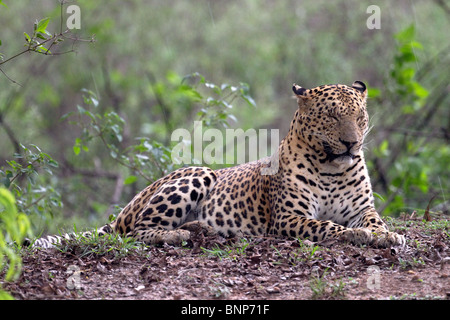 Un homme l'asiatique leopard (Panthera pardus) préparent à une douche à effet pluie. Banque D'Images