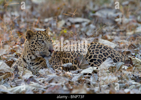 Un homme l'asiatique leopard (Panthera pardus) camouflé parmi les feuilles sèches. Banque D'Images