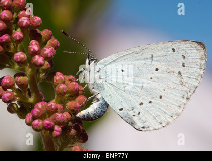 Holly Blue Butterfly dans notre jardin à Bispham, Blackpool Banque D'Images