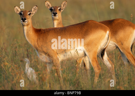 Deux femelles antilopes cobes lechwes rouges (Kobus leche), l'Afrique australe Banque D'Images