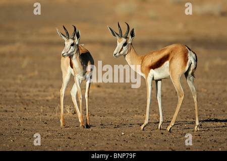 Deux antilopes springboks (Antidorcas marsupialis), Kgalagadi Transfrontier Park, Afrique du Sud Banque D'Images