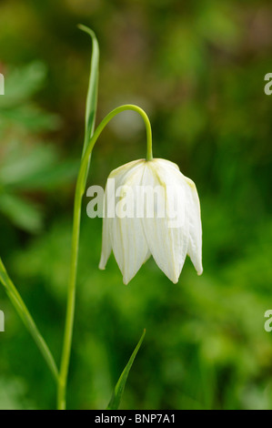 Damier blanc jonquille, Fritillaria meleagris subvar. alba Banque D'Images