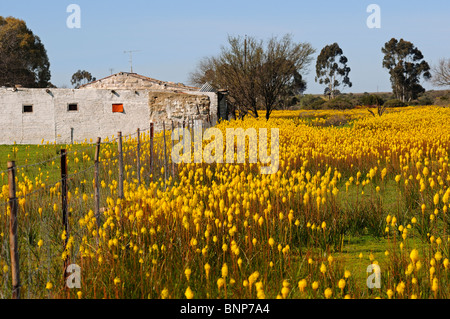 Bulbinella latifolia à côté d'une vieille maison de ferme, rooikatstert, Nieuwoudtville, Bokkeveld Plateau, le Namaqualand, Afrique du Sud Banque D'Images