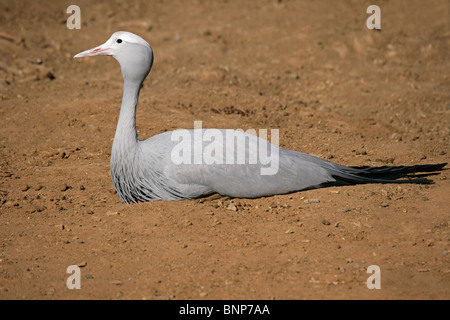 Grue bleue (Anthropoides paradisea), oiseau national de l'Afrique du Sud Banque D'Images