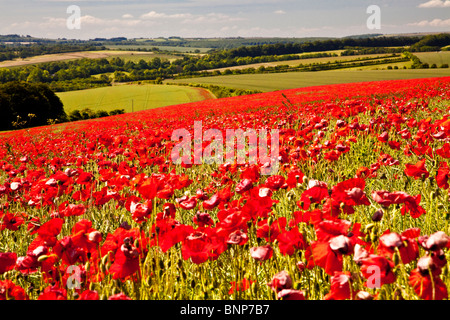 Des champs de pavot en soleil sur la Marlborough Downs, Wiltshire, England, UK Banque D'Images