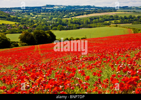 Des champs de pavot en soleil sur la Marlborough Downs, Wiltshire, England, UK Banque D'Images