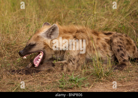 Le bâillement l'Hyène tachetée (Crocuta crocuta) dans le Parc National Kruger, Afrique du Sud. Banque D'Images