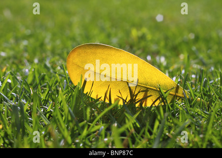 L'automne jaune feuille d'automne sur jardin vert pelouse des couleurs de saison Banque D'Images