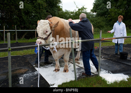 L'un des taureaux primés étant préparée pour montrer au Show de l'été à Nantwich Banque D'Images