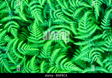 Les frondes de fougère chêne, Gymnocarpium dryopteris, Valgrisanche, Italie Banque D'Images