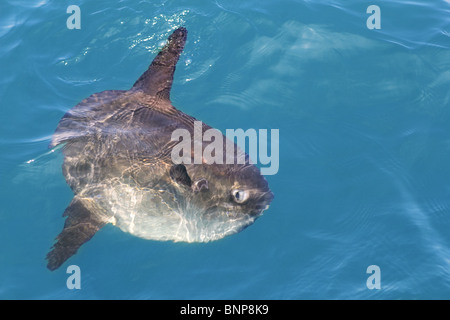 Dans la nature, véritable mer soleil luna Mola mola poisson d'eau salée Banque D'Images