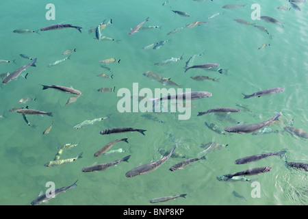 Le mulet dans l'école de poissons d'eau de port méditerranéen Banque D'Images