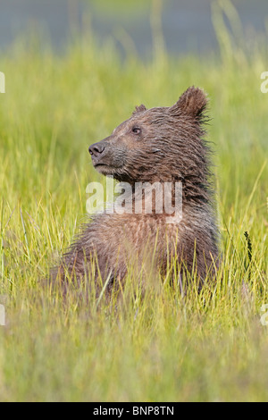 Brown Bear cub assis dans l'herbe en Alaska Banque D'Images
