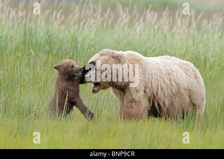 Brown Bear cub jouant avec sa mère en Alaska Banque D'Images
