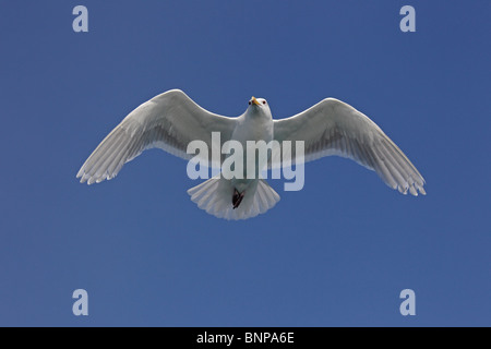 Un goéland à ailes en vol Banque D'Images