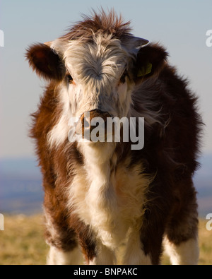 Court Long Horn mollet. Bébé mignon et Fluffy Cow Banque D'Images