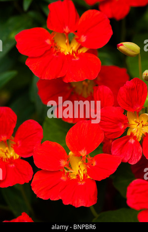 Capucine majus Whirlybird 'rouge' en fleurs Banque D'Images