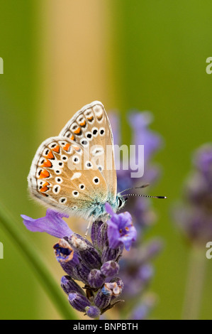 Papillon Bleu commun, Polyommatus icarus, sur Lavandula angustifolia Banque D'Images