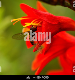 Close up of a Hoverfly sur un Crocosmia masoniorum, Montbretia,flower Banque D'Images