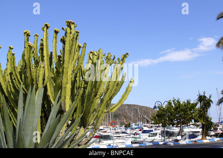 Vue sur le port de plaisance de Moraira de cactus dans la province d'Alicante Espagne Banque D'Images