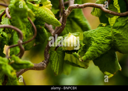 Coque sur un tire-bouchon ou contournées, Noisetier Corylus avellana 'Contorta' (Harry Lauder's walkingstick) Banque D'Images