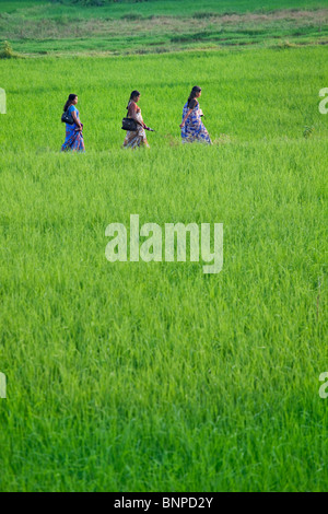 Trois jeune femme indienne le port du sari traditionnel lumineux marche à travers un champ de riz. Theni Tamil Nadu, Inde du sud. Banque D'Images