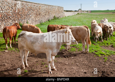 Un petit troupeau de vaches blanc et brun dans un champ les agriculteurs, Scottish Borders Banque D'Images