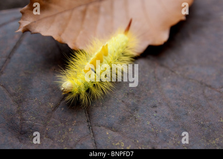 Dasychira pudibunda autrement connu comme la chenille à houppes du pâle Caterpillar. Banque D'Images