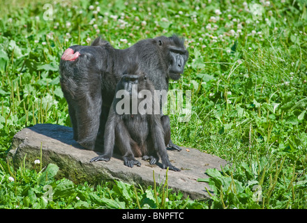 Les macaques de Sulawesi, le Zoo de Dublin. Banque D'Images