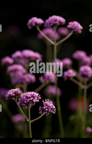 Verbena Bonariensis Banque D'Images