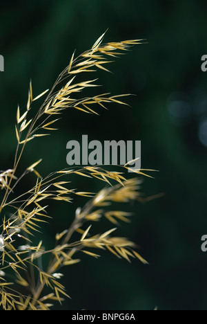 Stipa Gigantea Banque D'Images