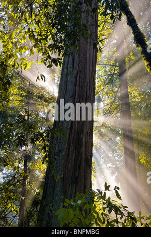 Un matin tôt rayons de soleil à travers le brouillard de la hausse parmi les séquoias côtiers géant à Big Basin State Park, Californie, USA. Banque D'Images