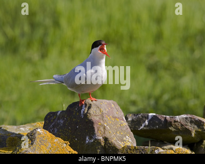 Sterne arctique piailler Banque D'Images