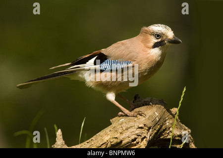 Eurasian jay perché sur log Banque D'Images