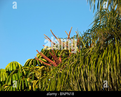 Umbrella Tree Fleurs (Schefflera actinophylla) indigènes de l'Australie mais croissante en Floride Banque D'Images