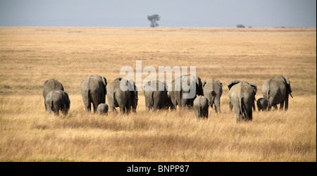 Troupeau d'éléphants d'Afrique (Loxodonta africana) en déplacement, le Parc National du Serengeti, Tanzanie Banque D'Images