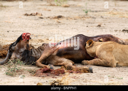 Lionne manger un gnou, Selous, Tanzanie Banque D'Images