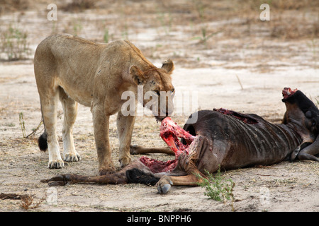 Lionne manger un gnou, Selous, Tanzanie Banque D'Images