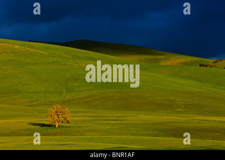 Un lone oak les captures d'un arbre sur la fin de l'après-midi la lumière du soleil à travers les nuages de tempête. San Benito County, Californie, USA. Banque D'Images