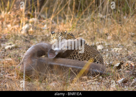 Un homme l'asiatique leopard (Panthera pardus) s'attaquer à un cerf sambar doe (Cervus unicolor). Banque D'Images