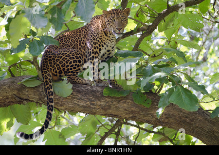 Un homme l'asiatique leopard (Panthera pardus) sur une branche. Banque D'Images