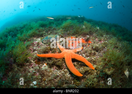 Dans l'étoile de mer rouge Echinaster sepositus, récifs coralliens, Cap de Creus, Costa Brava, Espagne Banque D'Images